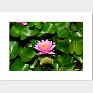 Lotus Flower Posters and Art